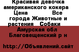 Красивая девочка американского кокера › Цена ­ 35 000 - Все города Животные и растения » Собаки   . Амурская обл.,Благовещенский р-н